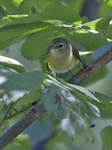 American Redstart 9900